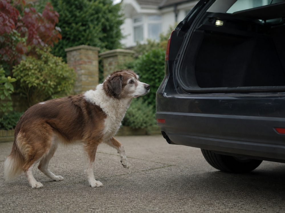 A senior dog standing at an open car boot, hesitating and lifting a paw
