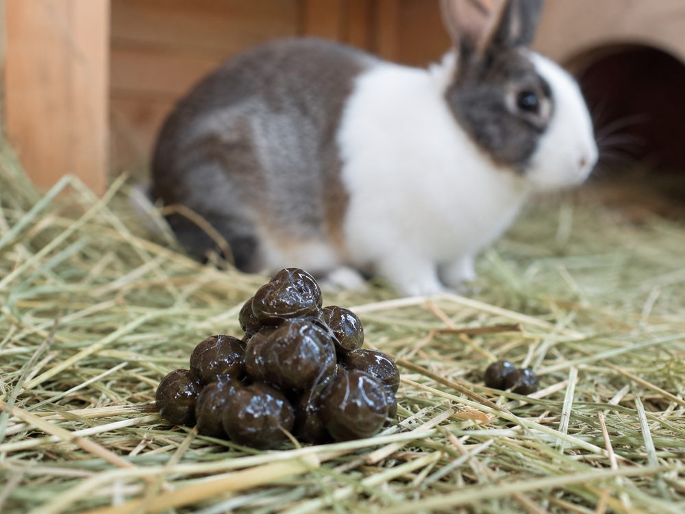 A shiny cluster of cecotropes on the hay, with a rabbit resting behind