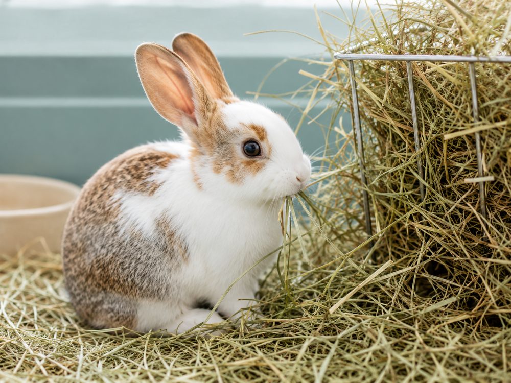 A rabbit eating hay from a hay rack
