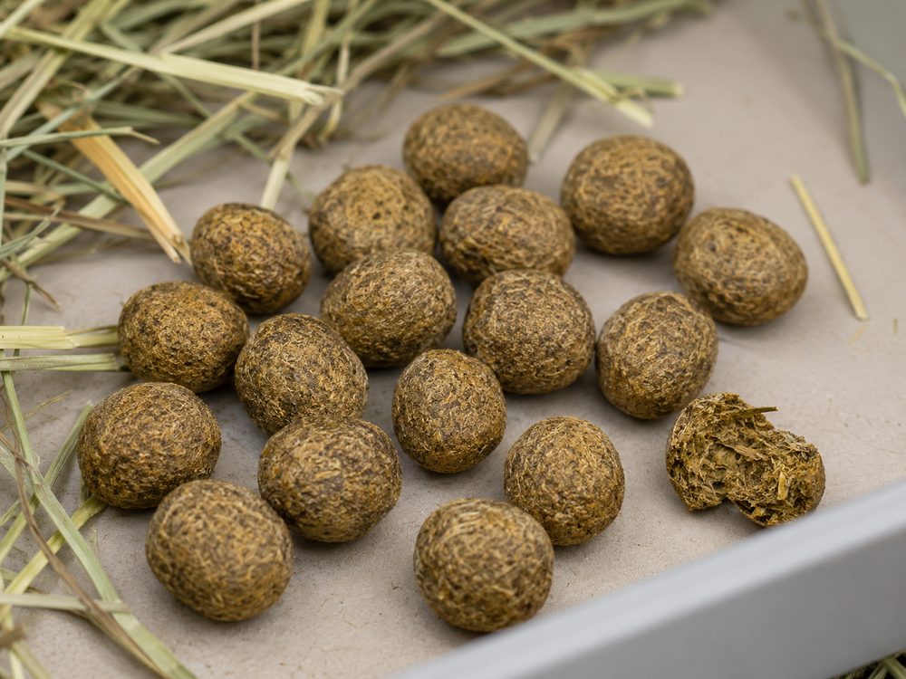 A tray of healthy round rabbit droppings, one broken open to show the hay fibres inside