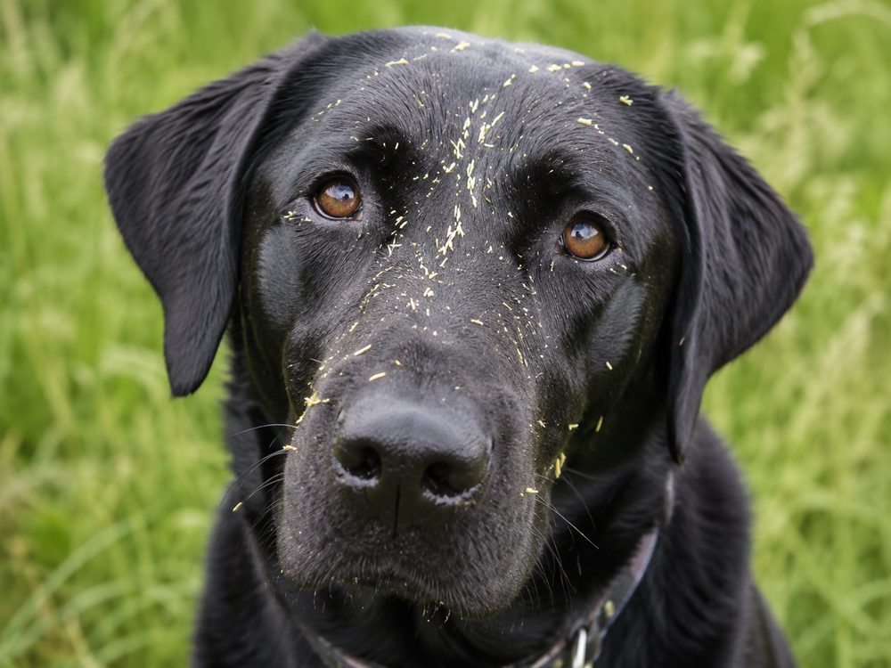 A black Labrador with grass seeds caught in the fur around its face after a walk through long grass