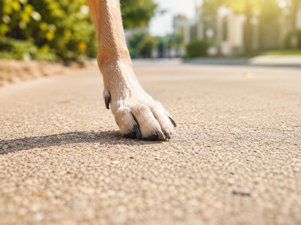 A dog's paw on sun-baked pavement