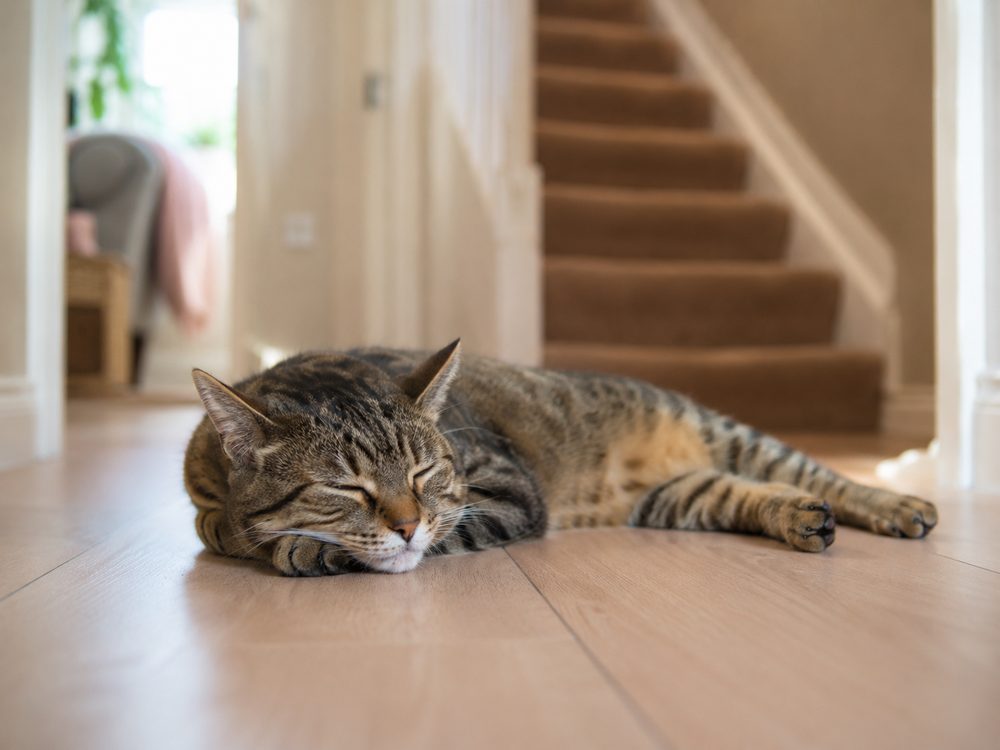A tabby cat asleep on the floor near the foot of the stairs