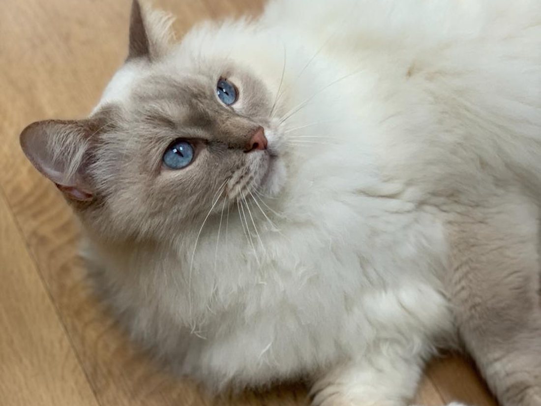 A calm cat at home