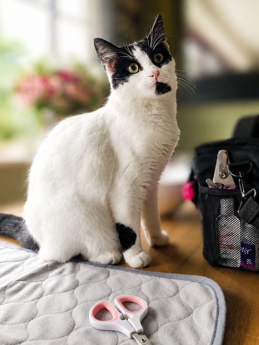 A cat being cared for during a home nursing visit