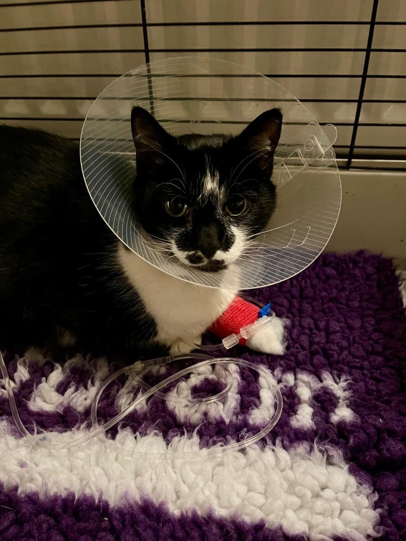 A cat receiving fluids and nursing care after treatment