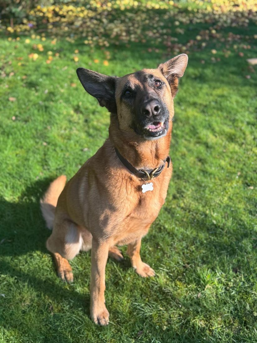 A dog during a pet-sitting pop-in visit